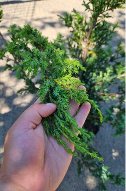 Можжевельник китайский Блю Альпс (Blue аlps)