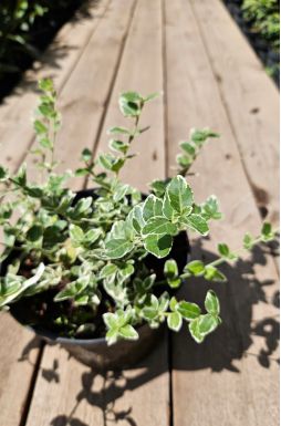 Бересклет форчуна Эмеральд Гаити (Emerald Gaiety)