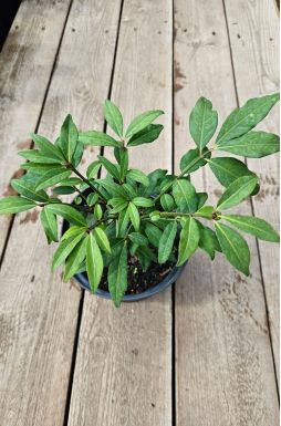 Бересклет крылатый Компактус (Compactus)