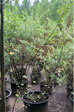 Ива цельнолистная Хакуро Нишики (Hakuro-Nishiki)