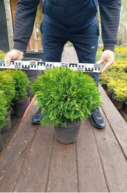 Туя западная Даника (Danica)