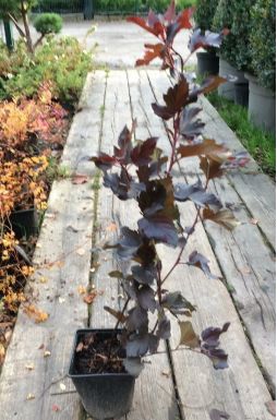 Пузыреплодник калинолистный Диабло (Diabolo)