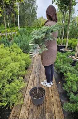 Ель колючая Белобок на штамбе (Bialobok Pa)